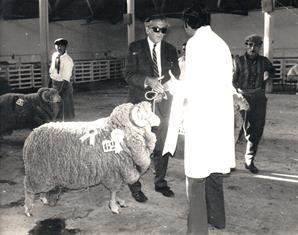 Charles Mackinnon with one of his award winning <br/>Merino Sheep. (F Mackinnon).